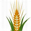 小麦の穂のアイコン